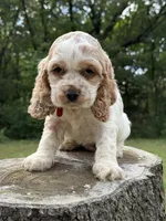 Buzz, a male Cocker Spaniel for sale in Wellman, IA – 2 of 3