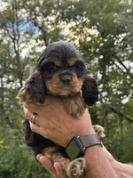 Bonnie, a female Cocker Spaniel for sale in Wellman, IA – 3 of 3