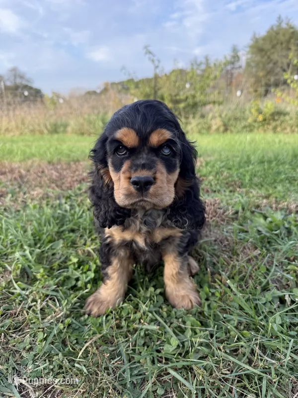 Rex – Cocker Spaniel puppy for sale in Wellman, IA