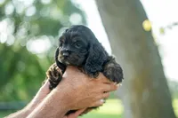 Bluey, a female Cocker Spaniel for sale in Wellman, IA – 4 of 5
