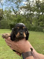 Woody, a male Cocker Spaniel for sale in Wellman, IA – 2 of 3