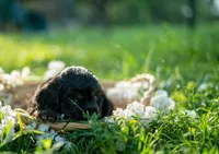 Bluey, a female Cocker Spaniel for sale in Wellman, IA – 2 of 5