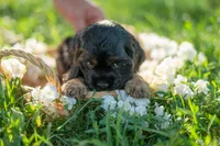 Bandit, a male Cocker Spaniel for sale in Wellman, IA – 3 of 5