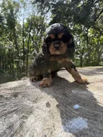 Woody, a male Cocker Spaniel for sale in Wellman, IA – 1 of 4