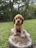 Slinky, a female Cocker Spaniel for sale in Wellman, IA – 2 of 3