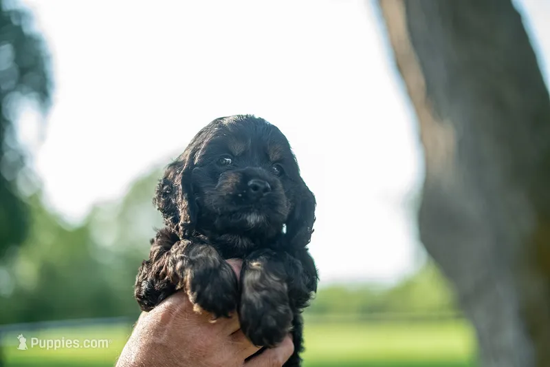 Chilli – Cocker Spaniel puppy for sale in Wellman, IA