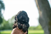 Chilli, a female Cocker Spaniel for sale in Wellman, IA – 1 of 4