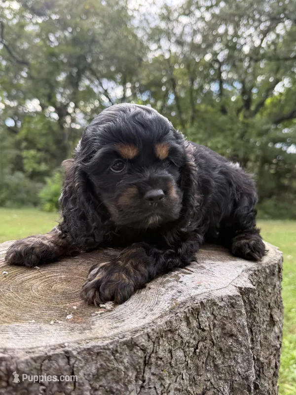 Jessie – Cocker Spaniel puppy for sale in Wellman, IA
