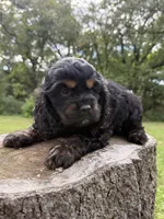 Jessie, a female Cocker Spaniel for sale in Wellman, IA – 1 of 3