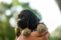 Bandit, a male Cocker Spaniel for sale in Wellman, IA – 4 of 5