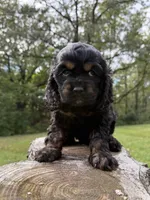 Jessie, a female Cocker Spaniel for sale in Wellman, IA – 3 of 3