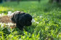 Bluey, a female Cocker Spaniel for sale in Wellman, IA – 3 of 5