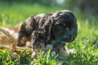 Bandit, a male Cocker Spaniel for sale in Wellman, IA – 5 of 5