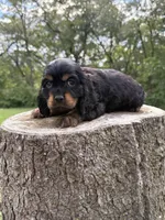 Woody, a male Cocker Spaniel for sale in Wellman, IA – 3 of 3