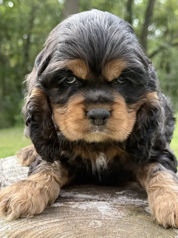 Bonnie – Cocker Spaniel puppy for sale in Wellman, IA