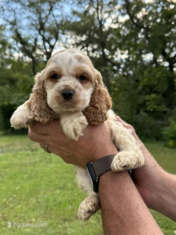 Buzz – Cocker Spaniel puppy for sale in Wellman, IA