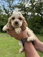 Buzz, a male Cocker Spaniel for sale in Wellman, IA – 1 of 3