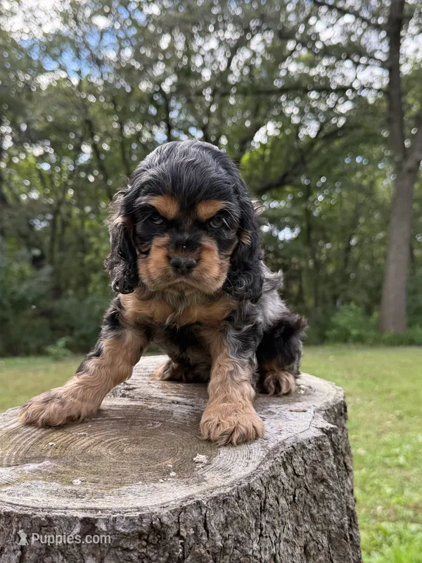 Rex – Cocker Spaniel puppy for sale in Wellman, IA