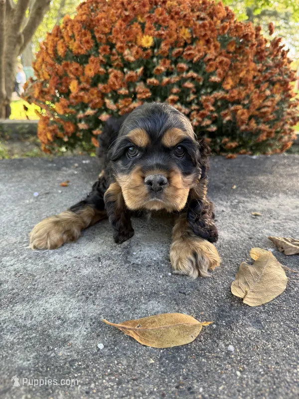 Woody – Cocker Spaniel puppy for sale in Wellman, IA