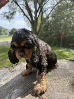 Woody, a male Cocker Spaniel for sale in Wellman, IA – 4 of 4