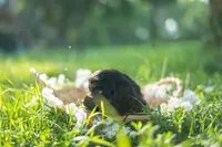 Chilli, a female Cocker Spaniel for sale in Wellman, IA – 4 of 4