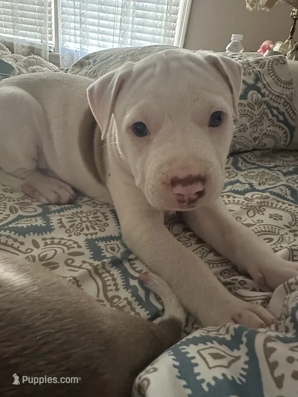 Pippin – American Bully puppy for sale in Huntsville, AL