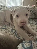 Pippin, a female American Bully for sale in Huntsville, AL – 6 of 10