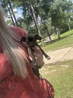 Pedro , a male Chihuahua for sale in Huntsville, AL – 2 of 7