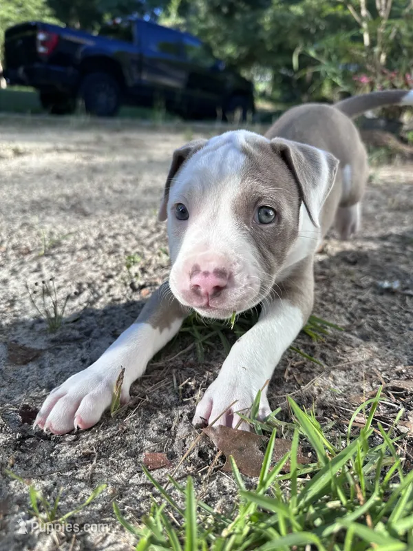 Pancake – American Bully puppy for sale in Huntsville, AL