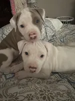 Pippin, a female American Bully for sale in Huntsville, AL – 7 of 10