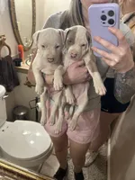 Penny , a female American Bully for sale in Huntsville, AL – 4 of 7