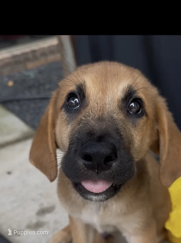 Darrell – American Bully, English Mastiff puppy for sale in Huntsville, AL