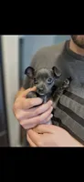 Timmy, a male Chihuahua for sale in Huntsville, AL – 4 of 7