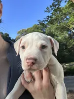 Pippin, a female American Bully for sale in Huntsville, AL – 4 of 10