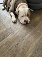 Pippin, a female American Bully for sale in Huntsville, AL – 10 of 10