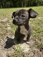Pedro , a male Chihuahua for sale in Huntsville, AL – 4 of 7