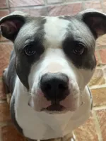 Pancake, a female American Bully for sale in Huntsville, AL – 9 of 10