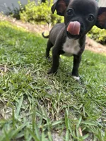 Pedro , a male Chihuahua for sale in Huntsville, AL – 3 of 7