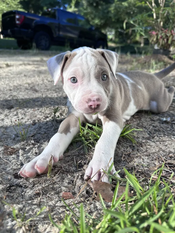 Penny  – American Bully puppy for sale in Huntsville, AL