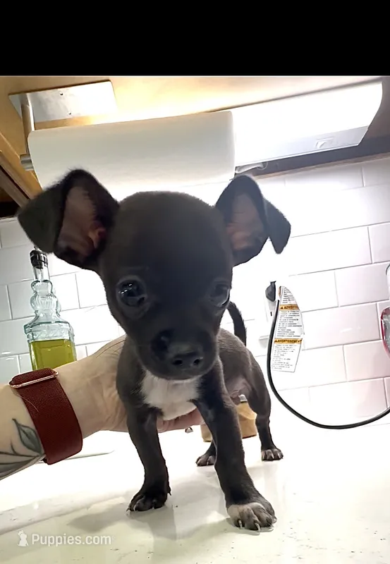 Pedro  – Chihuahua puppy for sale in Huntsville, AL