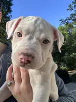 Pippin, a female American Bully for sale in Huntsville, AL – 3 of 10