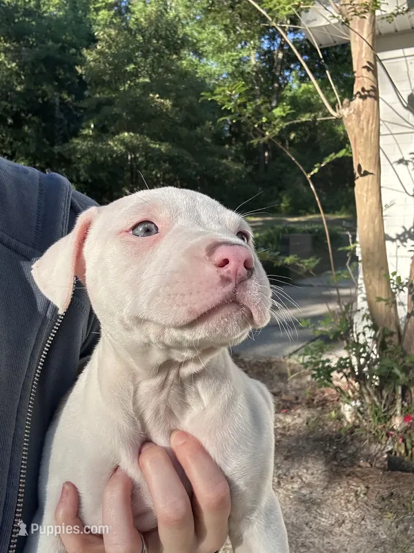 Pippin – American Bully puppy for sale in Huntsville, AL