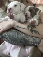 Penny , a female American Bully for sale in Huntsville, AL – 7 of 7