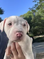Pippin, a female American Bully for sale in Huntsville, AL – 5 of 10