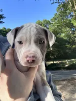 Pancake, a female American Bully for sale in Huntsville, AL – 1 of 10