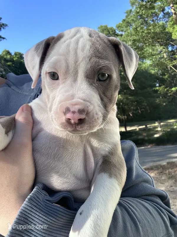 Penny , a female American Bully for sale in Huntsville, AL – 1 of 7