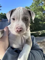 Penny , a female American Bully for sale in Huntsville, AL – 1 of 7