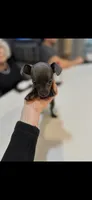Timmy, a male Chihuahua for sale in Huntsville, AL – 2 of 7