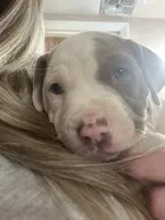 Penny , a female American Bully for sale in Huntsville, AL – 5 of 7