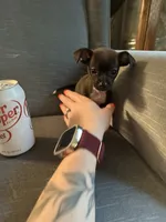 Pedro , a male Chihuahua for sale in Huntsville, AL – 1 of 7